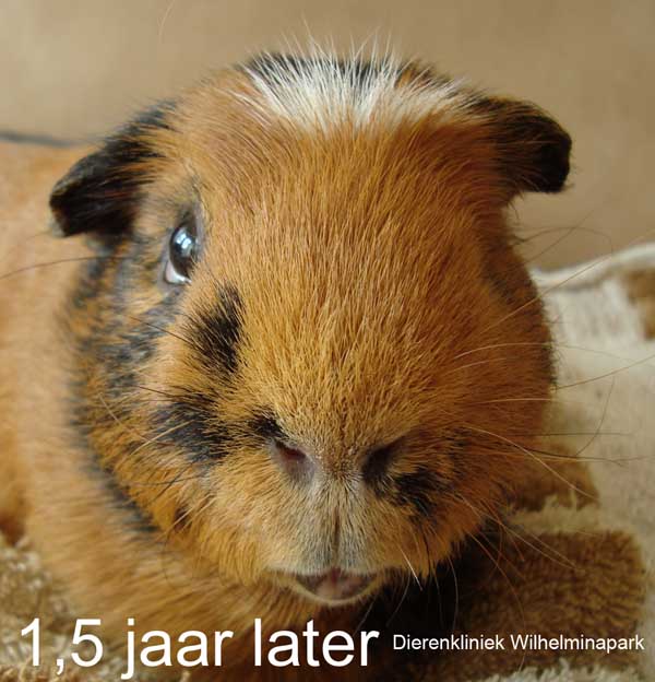 Als de haren weer aanwezig zijn dan lijkt het alsof de cavia zijn oog dicht heeft.